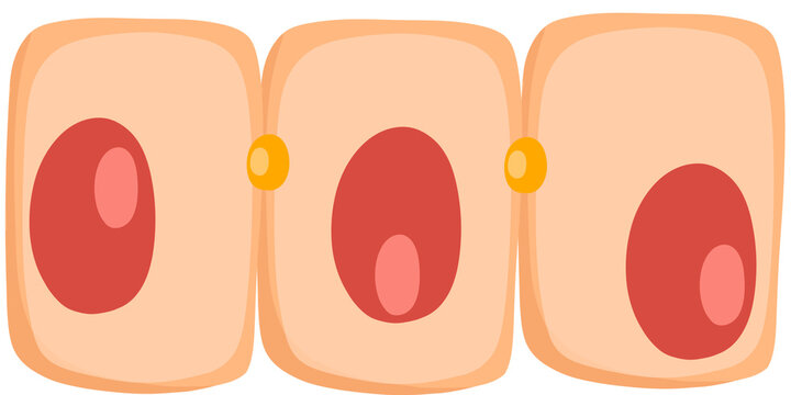 epithelial cells  outer surfaces of your body