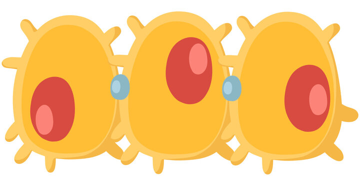 Borne cells og human body