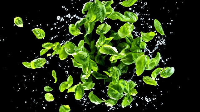 Fresh Basil Leaves with Water Splash