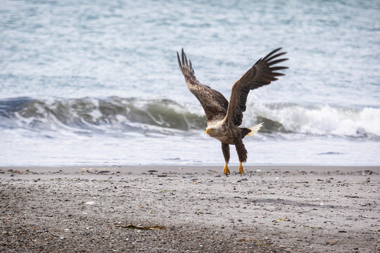 A white-tailed eagle takes flight on the ocean shore. Kunashir.
