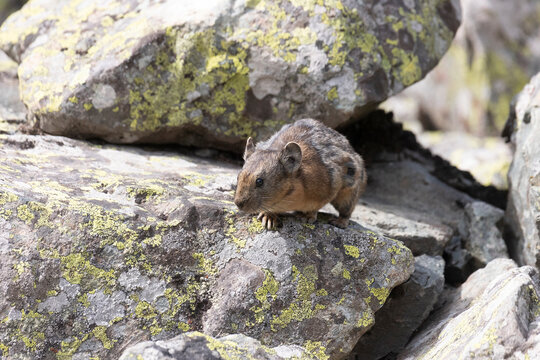 A pika sits on a large rock. Close-up. Altai