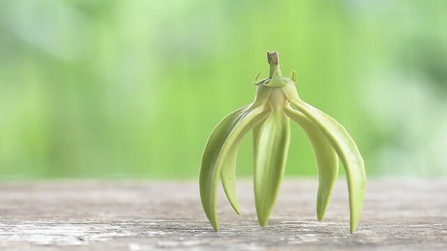Climbing Ylang-Ylang or Artabotrys siamensis branch flower on natural background.