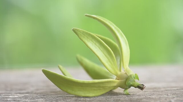 Climbing Ylang-Ylang or Artabotrys siamensis branch flower on natural background.