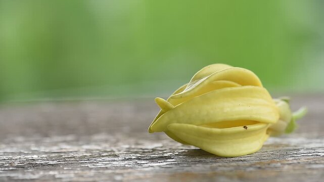 Climbing Ylang-Ylang or Artabotrys siamensis branch flower on natural background.