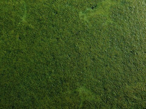 Top view of thick green algae bloom or duckweed covering the surface of stagnant water, creating a dense, textured natural pattern.