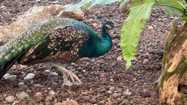 Blue peacock walking slowly across gravel ground, with shimmering teal neck and iridescent feathers glistening.