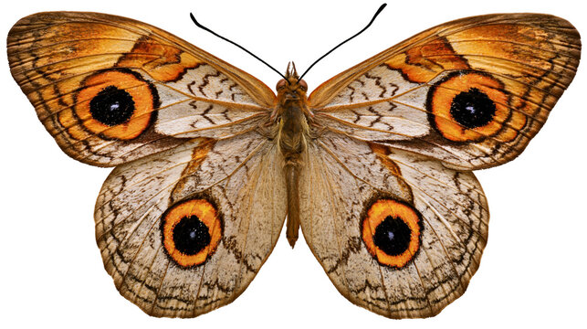 Brown butterfly with large orange and black eye spots, isolated on transparent background
