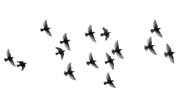 Flock of starlings flying in formation, isolated on transparent background