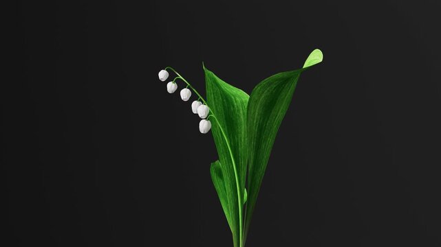 White lily of the valley blooming and swaying in the wind on black background with copy space, elegant minimal 3D spring animation for perfume, luxury beauty and dark titles