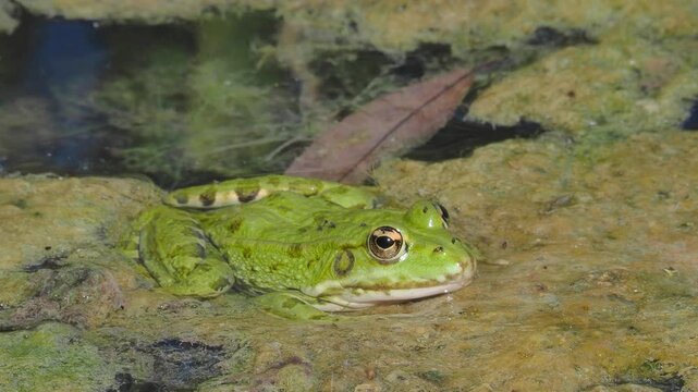 Close up of a Perez's pool frog (Pelophylax perezi) resting on a thick layer of green algae floating on a pond