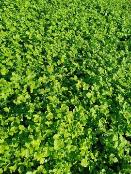 green leaves background