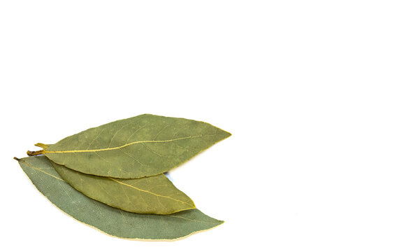 Dried bay leaves close up on white background and adjacent space for text