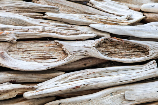 Close-up view of tree branches and thin cut trunks, detailed texture wooden stems and twigs in natural forest environment after pruning.
