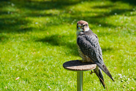 Close-up of a Lanner falcon. Falco biarmicus sitting on the grass during a display
