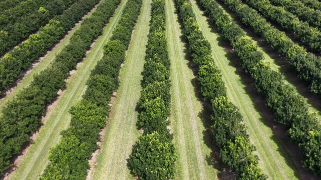 Drone footage flying over rows of macadamia trees at a farm in Yamba, New South Wales, Australia.