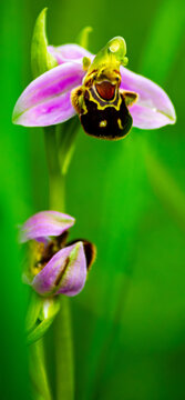 Fleur d'orchid&eacute;e sauvage du nom d'orchid&eacute;e abeille