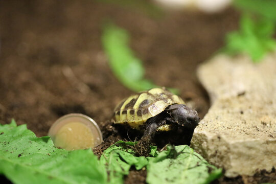 Hermann's tortoise  (Testudo hermanni boettgeri)