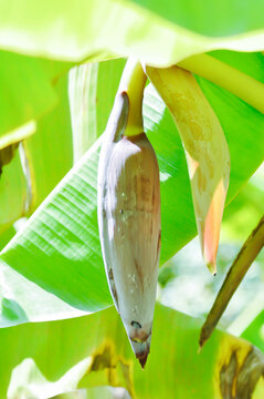 Banana blossom or banana seed or banana plant, banana tree in the orchard