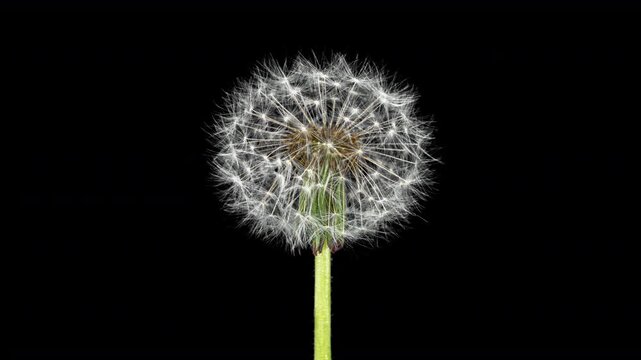 Dandelion Seed Head Blossom Timelapse on a Black Background. Blossoming White Dandelion. Fluffy Flower Plant