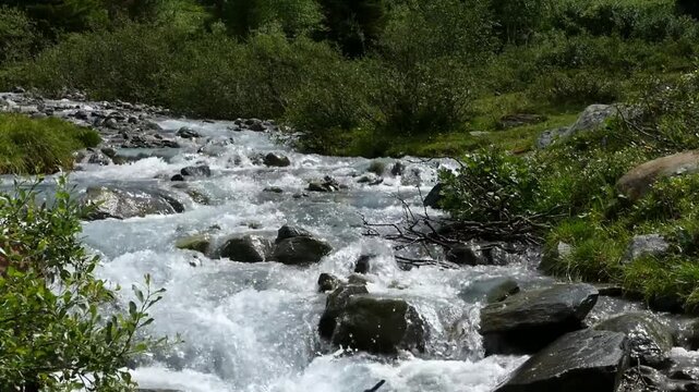 Fast flowing mountain stream with clean clear water rushing over rocks and stones surrounded by lush green forest and bushes in nature landscape