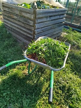Wheelbarrow full of green weeds next to a wooden compost bin in the garden. Organic gardening and farming concept.