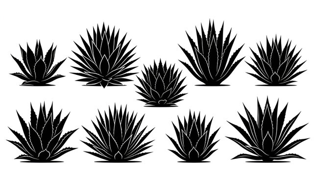 Collection of Solid Black Agave Desert Plant Silhouettes Isolated on White Background