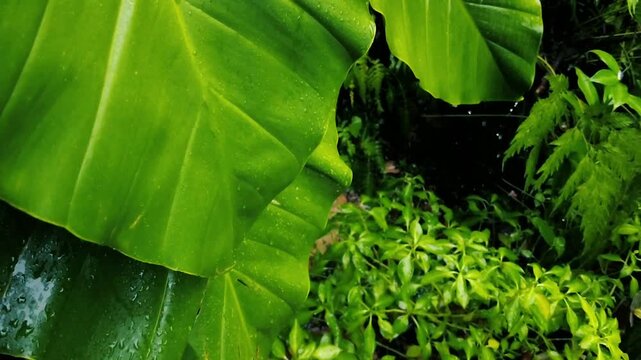 Lush green tropical taro leaves with raindrops dripping in monsoon rain closeup