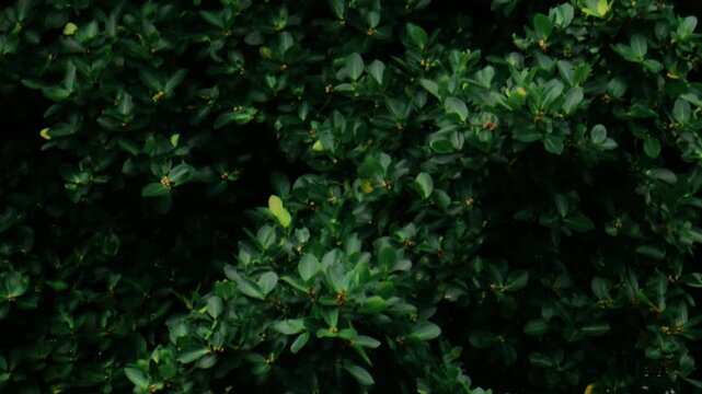 Be cool and pleasant, Movement big bayan tree in forest in the wind are very feeling peace and cool. move, silvan, sylvan, fresh, growth, organic, pattern,  spring, summer, leafy