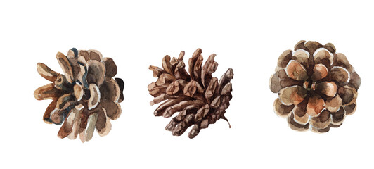 Fototapeta premium A collection of original watercolor illustrations depicting pine cones.