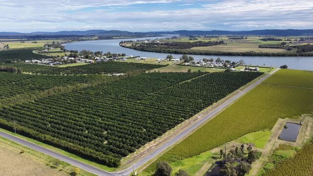 Drone footage flying over rows of macadamia trees at a farm in Yamba, New South Wales, Australia.