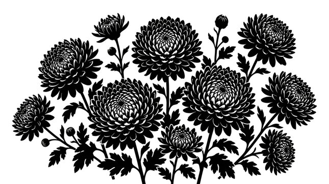 Solid Black Silhouette Collection of Dense Chrysanthemum Flowers on White Background