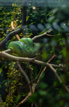 Vibrant green tree python coiled gracefully on a branch in a terrarium