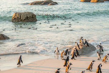 African penguins walking on boulders beach at sunrise © Kristof