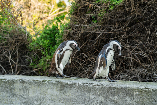 African penguins walking boulders beach south africa wildlife habitat