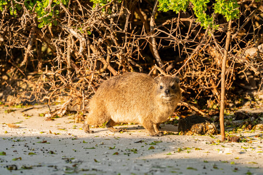 Dassie standing on sand at boulders beach