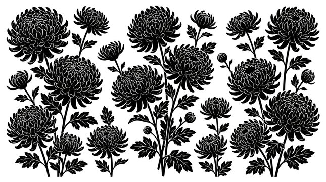 Collection of Black Chrysanthemum Flower Silhouettes on White Background