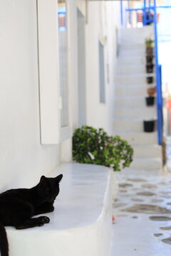 ミコノス島のねこ