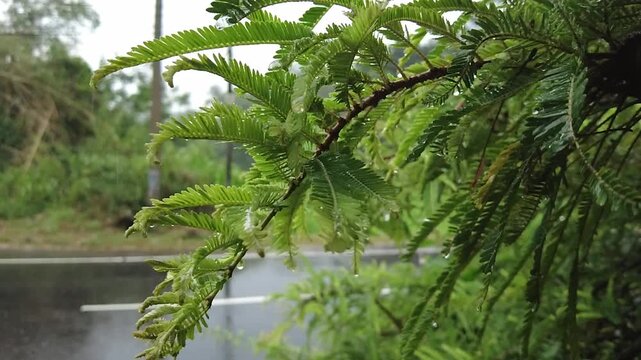 Lush green tamarind leaves dripping with raindrops during monsoon rain by road closeup