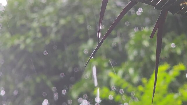 Heavy Rainfall Creates Quiet Green Garden, With Clear Water Droplets Falling From Thatched Roof Onto Lush Leaves in Soft Sunlight, Surrounded by Tropical Nature and Blurred Foliage