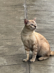 cat © Kawan
