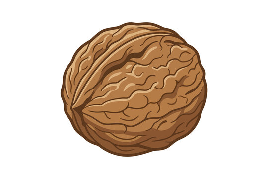 Walnut in Shell Vector Illustration