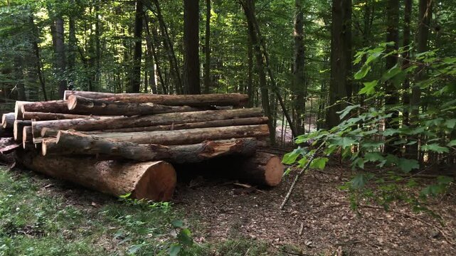Pile of felled trees or stack of cut logs in a forest, deforestation logging industry in the woodlands