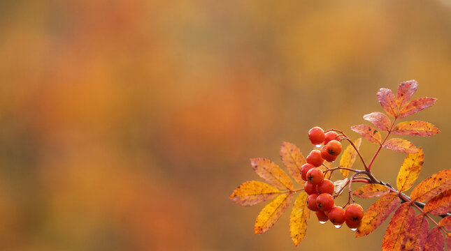 Red rowan berries branch with autumn leaves and raindrops on blurry warm orange bokeh background with copy space