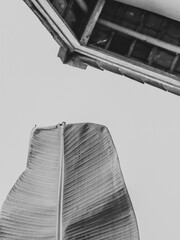 Monochrome photo of a tree canopy and banana leaves © Rhaka
