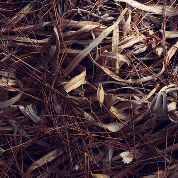 Pattern of dry leaves on the ground. Top view