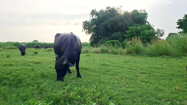 Domestic Buffalo Grazing In Open Green Pasture