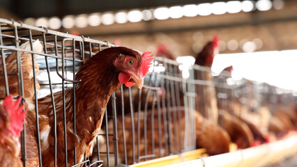 Plakat Brown hen chickens in metal cages inside poultry farm house, commercial egg production, livestock farming, agriculture business, animal husbandry, and industrial livestock food production concept