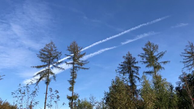 Idyllic forest landscape with tall trees and contrails in the blue sky