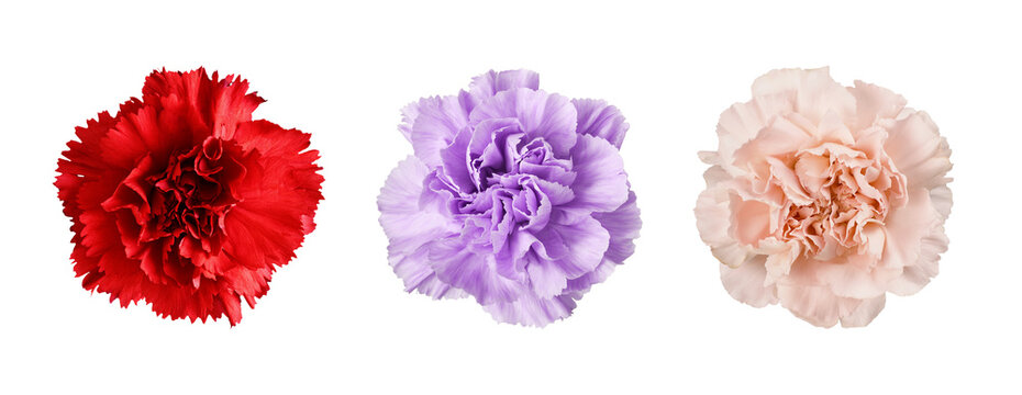 Set of carnation flowers in different colors (red, purple, cream) isolated on white or transparent background
