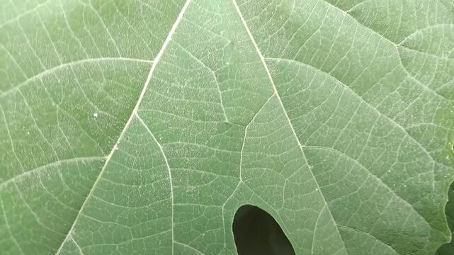 Green leaf vein texture macro closeup showing natural botanical patterns
